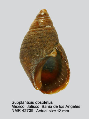 Supplanaxis obsoletus.jpg - Supplanaxis obsoletus(Menke,1851)